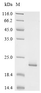 UBC10 Protein, Arabidopsis thaliana, Recombinant (His)