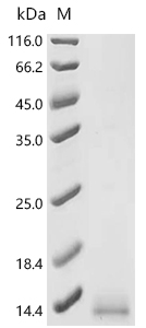 GUCA2B Protein, Mouse, Recombinant (Yeast, His)