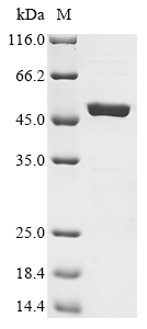 SAG Protein, Human, Recombinant (His)