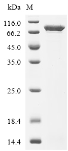 HSPA8 Protein, Human, Recombinant (His)