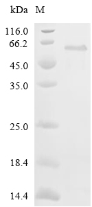 Nepenthesin-2 Protein, Nepenthes gracilis, Recombinant (His & KSI)