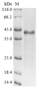 Osmotin Protein, Nicotiana tabacum, Recombinant (His & SUMO)
