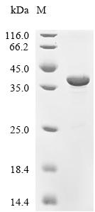Cutinase Protein, Colletotrichum capsici, Recombinant (His & SUMO)