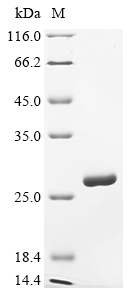 CELA2A Protein, Human, Recombinant (His)