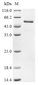USP7 Protein, Human, Recombinant (His & Myc & SUMO)