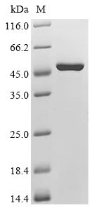 HUWE1 Protein, Human, Recombinant (His & Myc)
