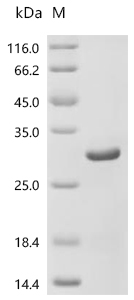 4'-phosphopantetheinyl transferase ffp Protein, Bacillus subtilis, Recombinant (His & Myc)
