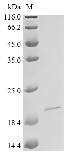 IL-26 Protein, Human, Recombinant (His)