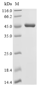Aldolase A Protein, Mouse, Recombinant (His & Myc)