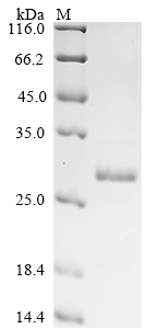 GABRP Protein, Human, Recombinant (His)