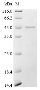 Fragilysin Protein, Bacteroides fragilis, Recombinant (His)