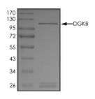 DGKB Protein, Human, Recombinant (GST)