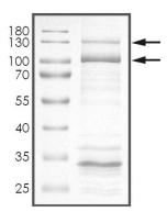 CDC7 & DBF4 Protein, Human, Recombinant (GST)