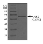 ALK-2/ACVR1 Protein, Human, Recombinant (Q207D, GST)