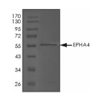 EphA4 Protein, Human, Recombinant (aa 610-887, GST)