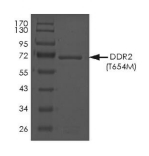 DDR2 Protein, Human, Recombinant (T654M, GST)