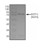 DOT1L Protein, Human, Recombinant (GST)