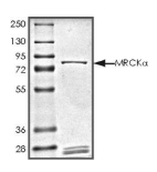 CDC42BPA Protein, Human, Recombinant (GST)