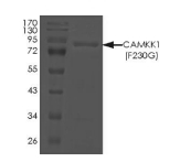 CAMKK1 Protein, Rat, Recombinant (F230G, GST)