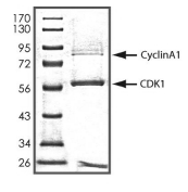 CDK1 & Cyclin A1 Protein, Human, Recombinant (GST)