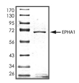 EphA1 Protein, Mouse, Recombinant (GST)