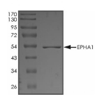 EphA1 Protein, Human, Recombinant (aa 613-892, GST)