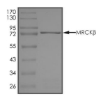 CDC42BPB Protein, Human, Recombinant (GST)