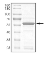 PNCK/CAMK1 beta Protein, Mouse, Recombinant (GST)