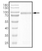 DPYSL2 Protein, Human, Recombinant (GST)