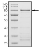CDC25A Protein, Human, Recombinant (GST)