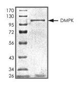 DMPK Protein, Human, Recombinant (GST)