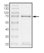 EphA8 Protein, Human, Recombinant (GST)