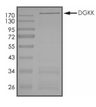 DGKK Protein, Human, Recombinant (GST)