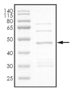 CDKN1A Protein, Human, Recombinant (GST)