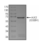 ALK-2/ACVR1 Protein, Human, Recombinant (G328V, GST)