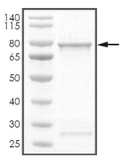 CDK8 Protein, Human, Recombinant (GST)