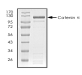 alpha 1 Catenin/CTNNA1 Protein, Human, Recombinant (GST)
