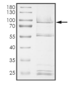 CAMK2G Protein, Human, Recombinant (GST)