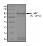 ALK Protein, Human, Recombinant (G1269S, GST)