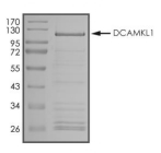 DCLK1 Protein, Human, Recombinant (aa 1-740, GST)