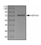 EphA4 Protein, Human, Recombinant (aa 570-986, GST)