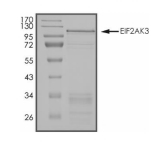 Eif2ak3 Protein, Human, Recombinant (GST)
