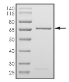 DDR2 Protein, Human, Recombinant (GST)