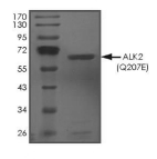 ALK-2/ACVR1 Protein, Human, Recombinant (Q207E, GST)