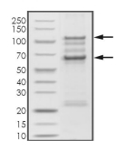CDK9 & Cyclin T1 Protein, Human, Recombinant (GST)