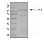 DYRK3 Protein, Human, Recombinant (GST)