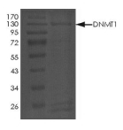 DNMT1 Protein, Mouse, Recombinant (GST)