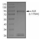 ALK Protein, Human, Recombinant (L1196M, GST)