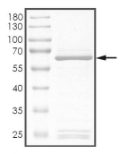 ALK-2/ACVR1 Protein, Human, Recombinant (R202I, GST)