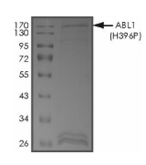 C-ABL/ABL1 Protein, Human, Recombinant (H396P, GST)
